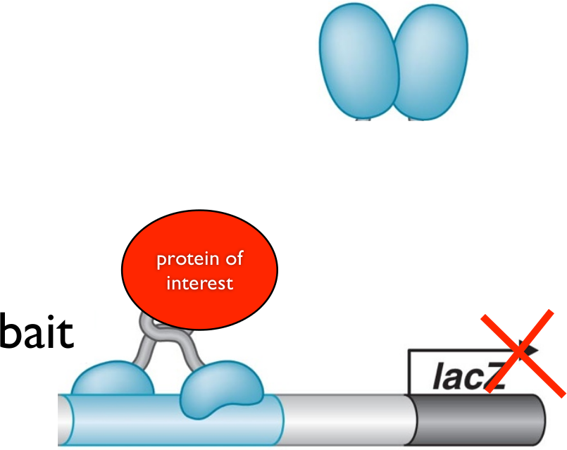  (Top) Protein of interest attached to DNA binding sequence of activator protein. Without appropriate prey, no activation occurs. (Bottom) When prey protein interacts with bait, activation domain is proximal to the promoter, and thus transcription is activated. 