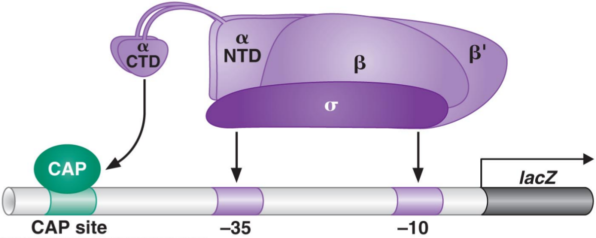 \alpha C-terminus domain of RNA polymerase interacts with CRP, which serves as an activator.