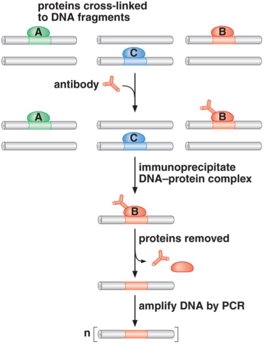 Chromatin Immunoprecipitation.