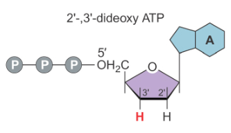  (Left) normal dATP molecule, with an OH on the 3’ end; (Right) ddATP molecule, with just an H on the 3’ end. These molecules can be labeled with radioactive phosphates or fluorophores for later detection. 