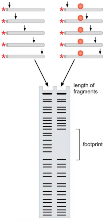 Diagram of DNAsel footprinting. On the left you can see the DNA alone treated with the endonuclease, while the right column corresponds to DNA with a bound protein being treated with the endonuclease.