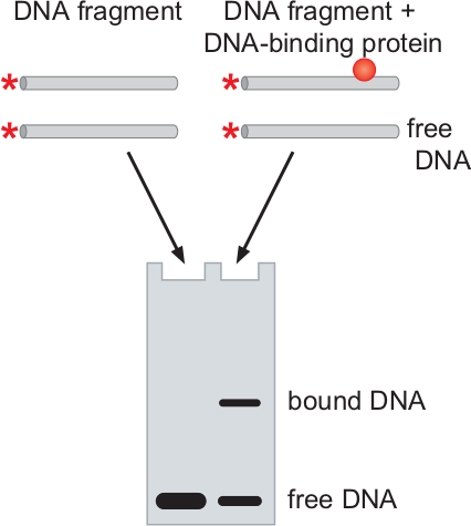 Electrophoresis mobility shift assay.