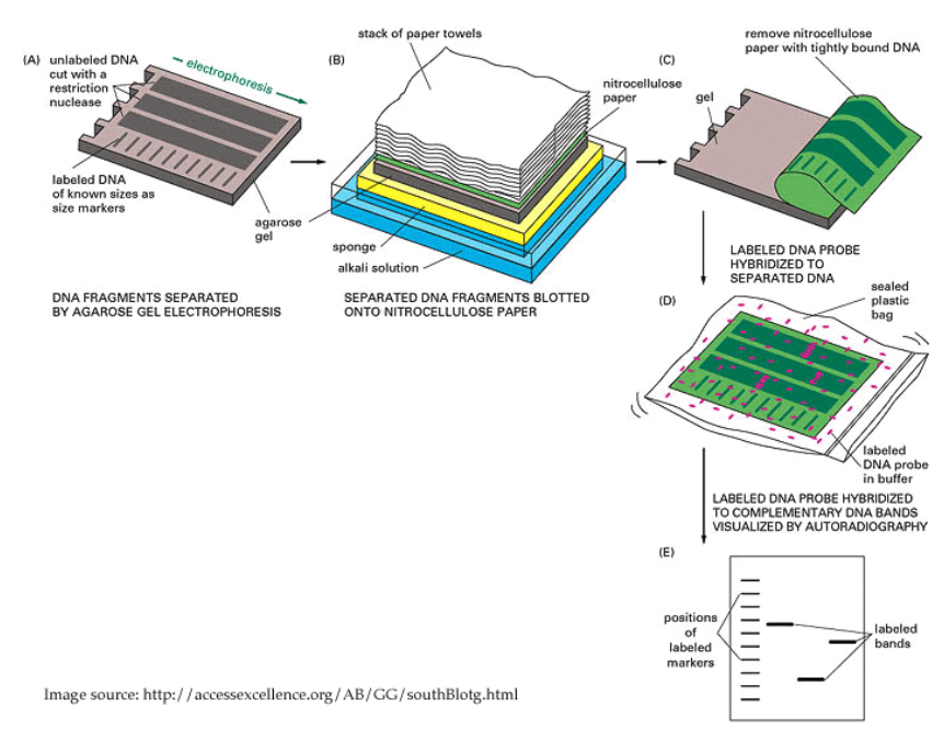 Procedure for blotting after a gel electrophoresis reaction.