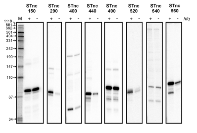doi:10.1371/journal.pgen.1000163.g006