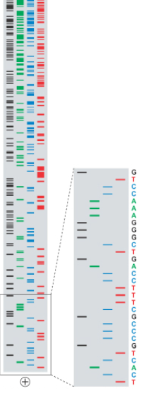 Four lanes of gel electrophoresis, with a lane corresponding to each nucleotide type.