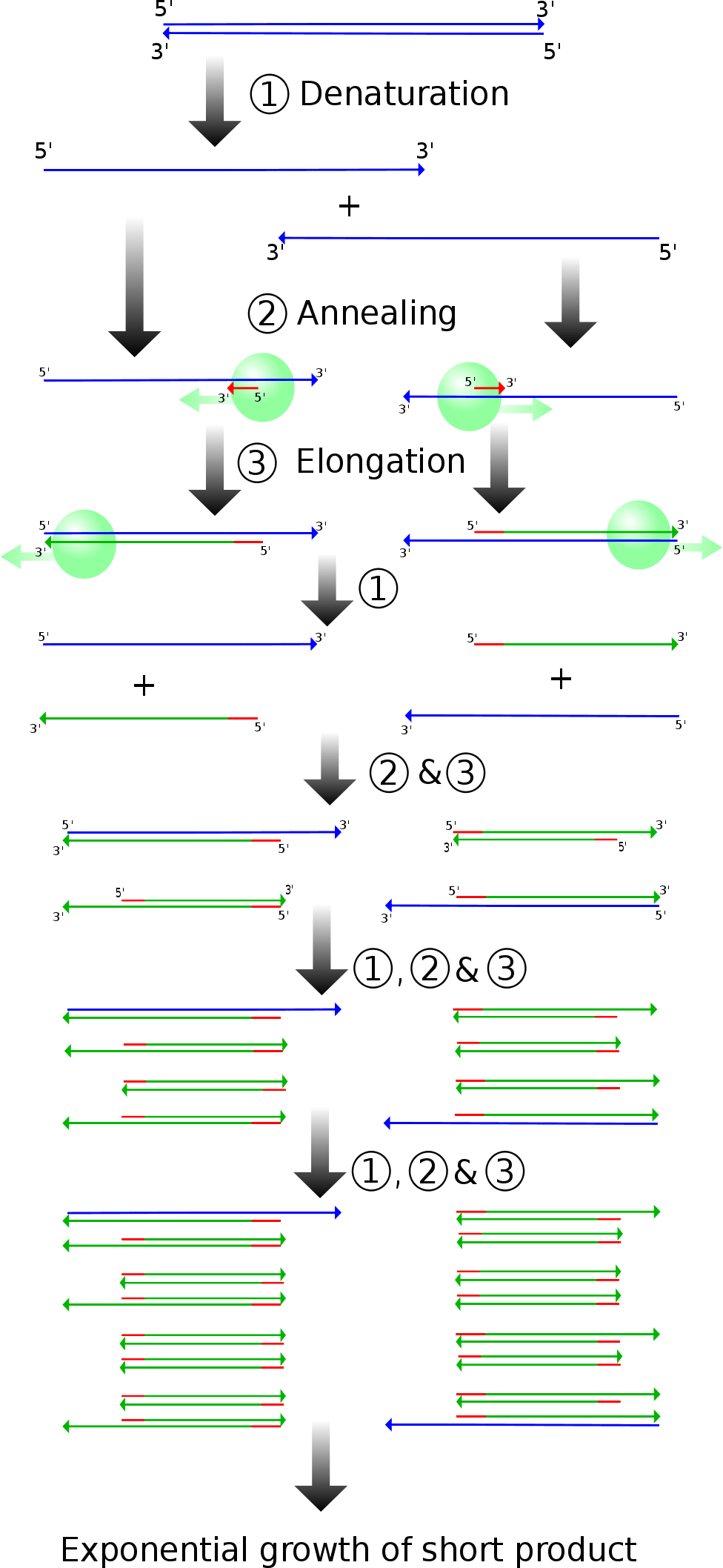 Diagram of PCR products and stages. (Madeleine Price Ball, Creative Commons License, sourced from https://en.wikipedia.org/wiki/File:PCR.svg)