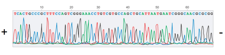 Output from optical sensor measuring color of a location in the capillary tube. Peaks correspond to bases of a specific type.