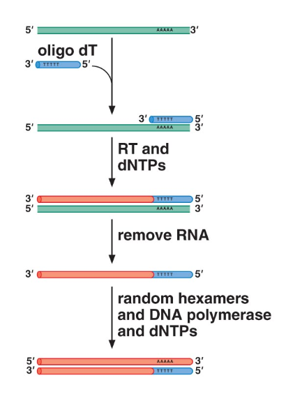 An RNA strand being reverse transcribed into DNA.