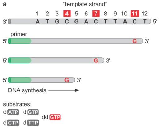Synthesis will stop at different positions for different strands, but every G in the sequence will be represented by strands of the appropriate length.