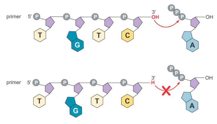 (Top) The oxygen in the 3’ OH can bond with the phosphate in the new dNTP instead of the hydrogen, thus joining the new dNTP into the chain; (Bottom) If the last base incorporated is a ddNTP, the 3’ end has just a hydrogen instead of an OH, and thus no new bases can be incorporated.
